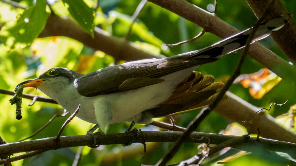 Yellow-billed Cuckoo - ML69945671