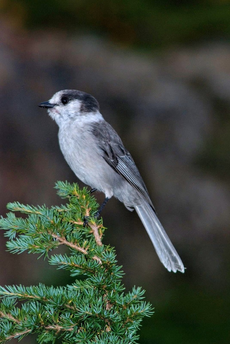 Canada Jay - ML69945971