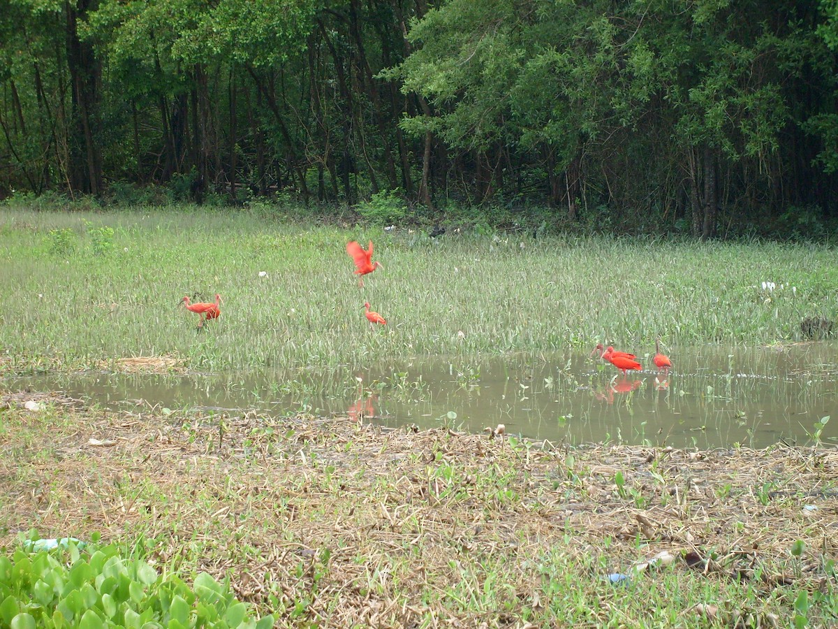 Scarlet Ibis - ML69949091