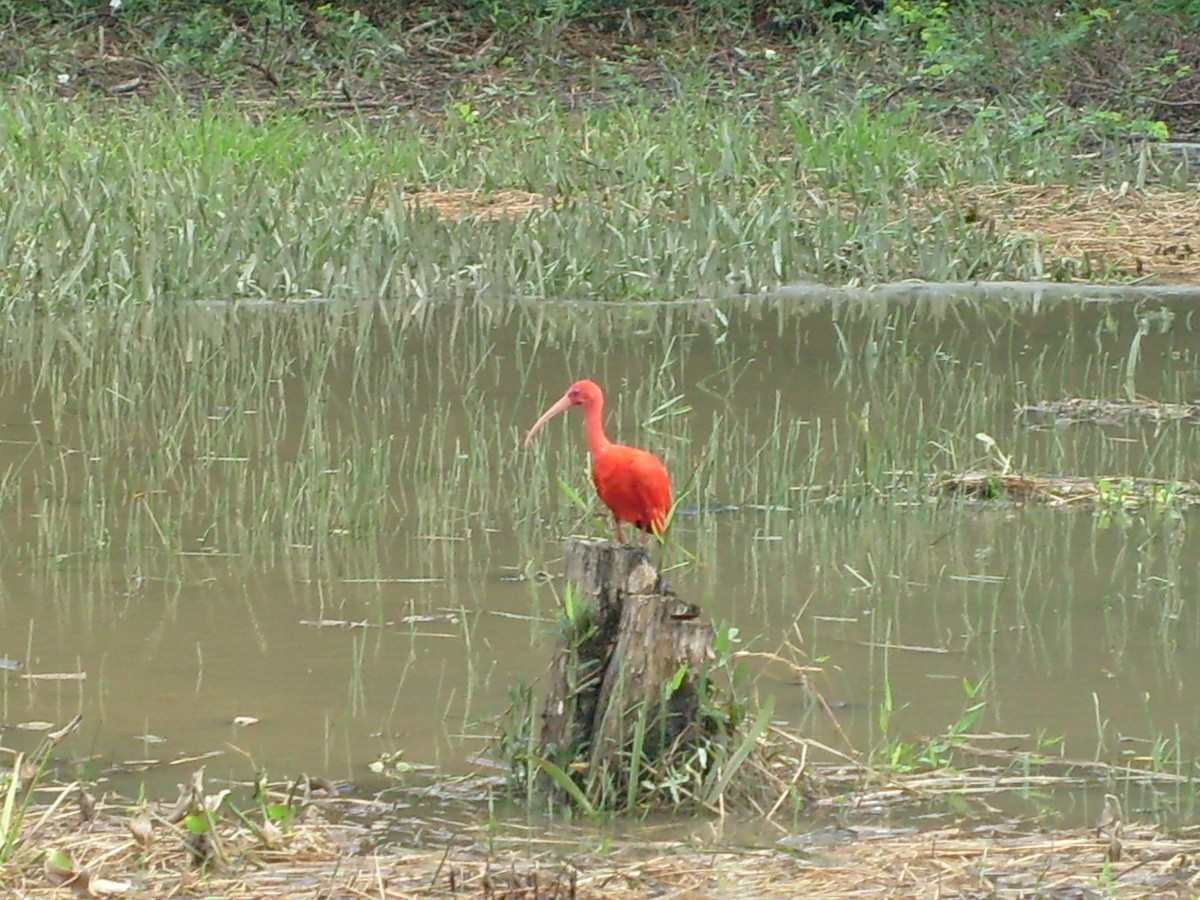 Scarlet Ibis - ML69949151