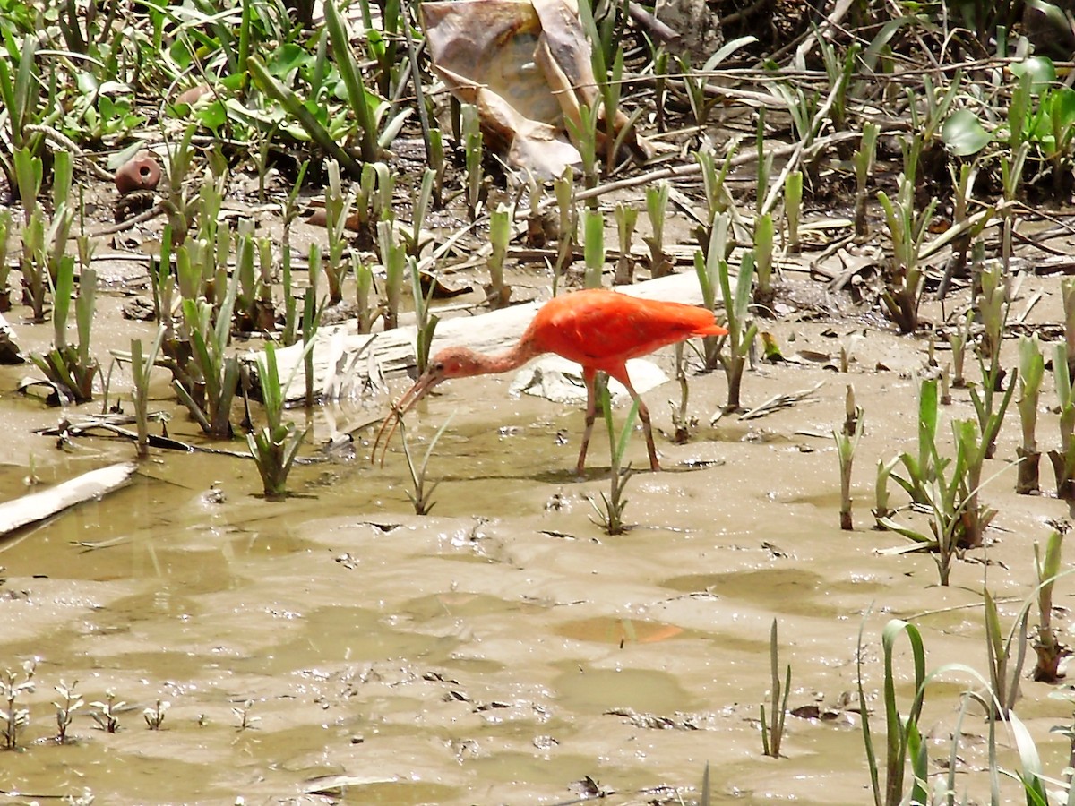 ibis rudý - ML69949161