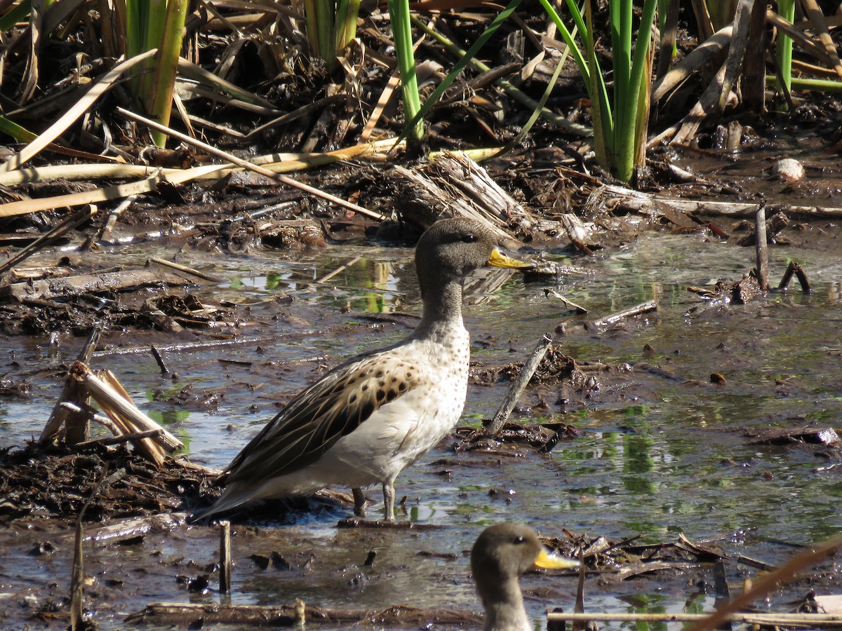 Yellow-billed Teal - ML69951411