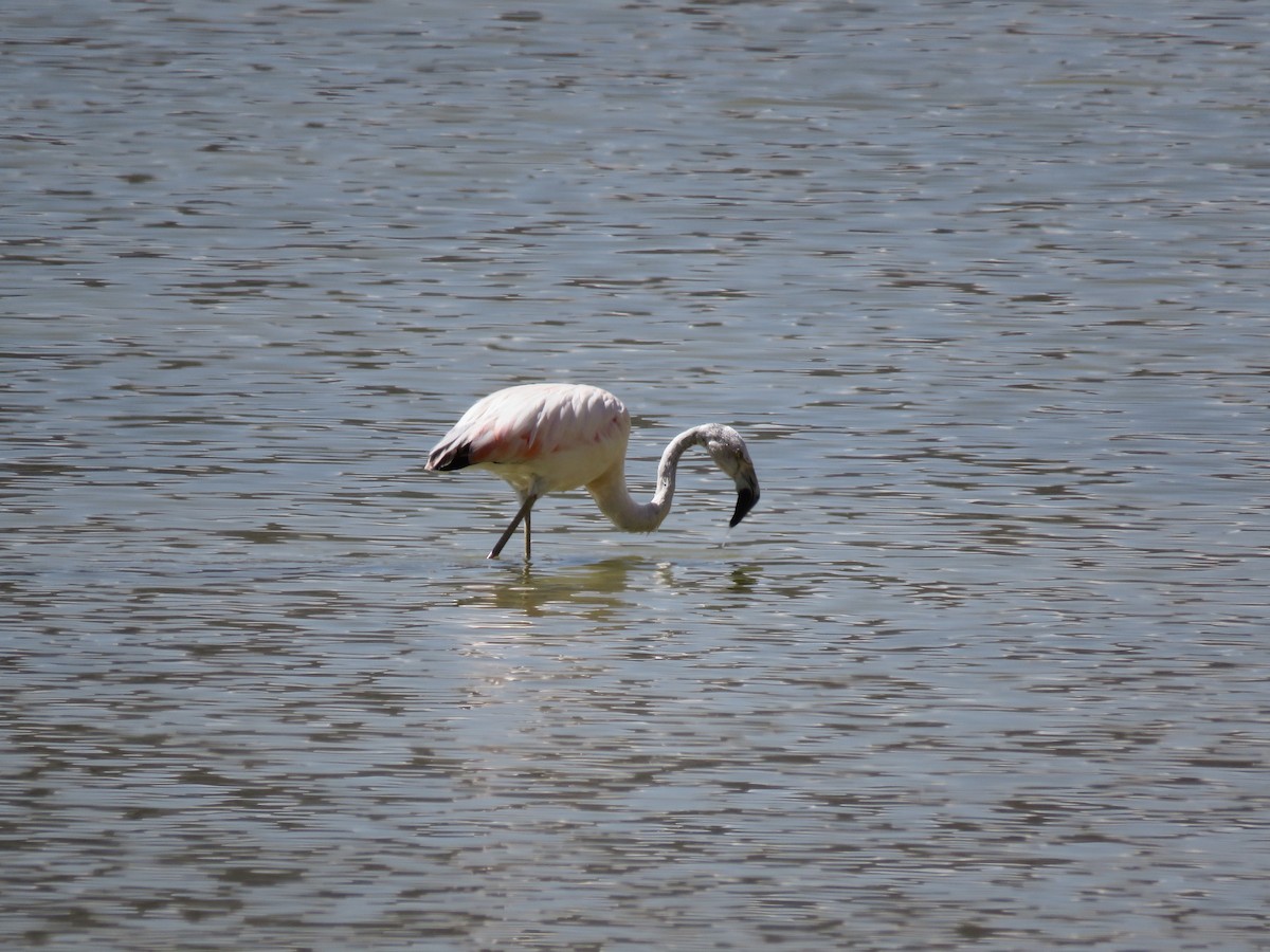 Chilean Flamingo - Maili Waters
