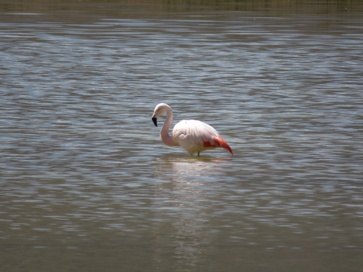 Chilean Flamingo - Maili Waters