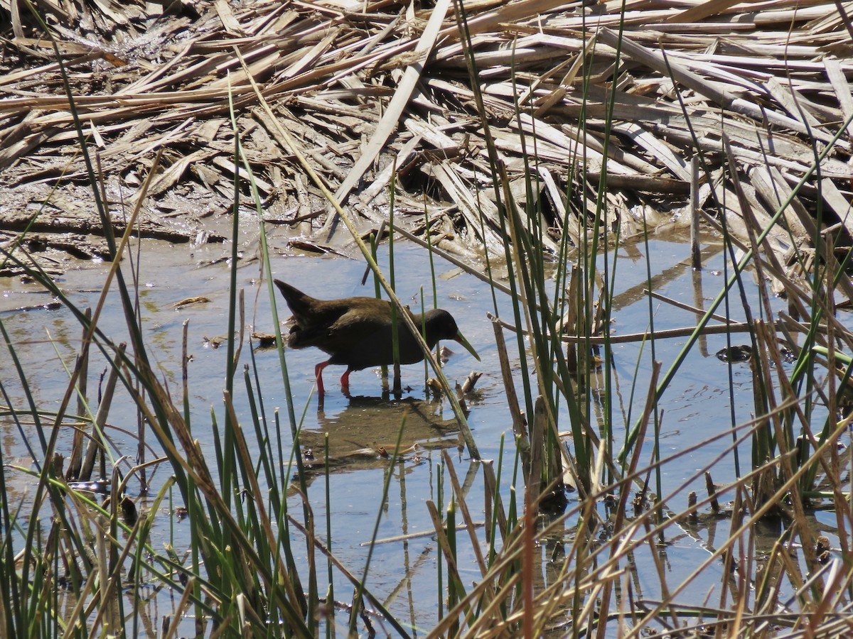 Plumbeous Rail - ML69952011