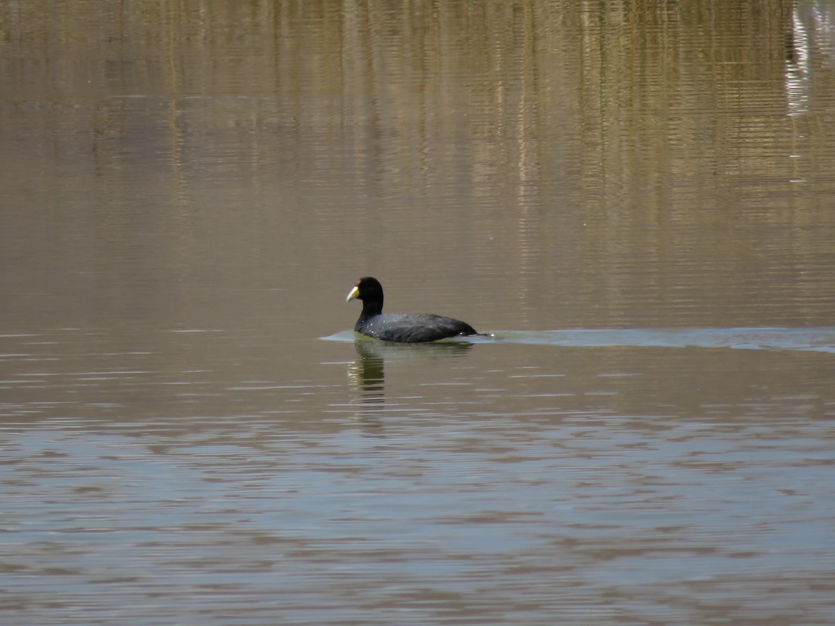 Slate-colored Coot - ML69952141