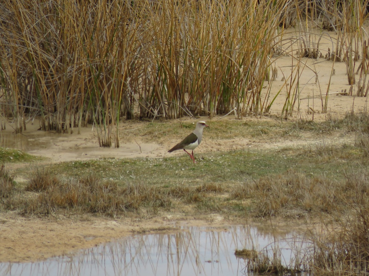 Andean Lapwing - Maili Waters