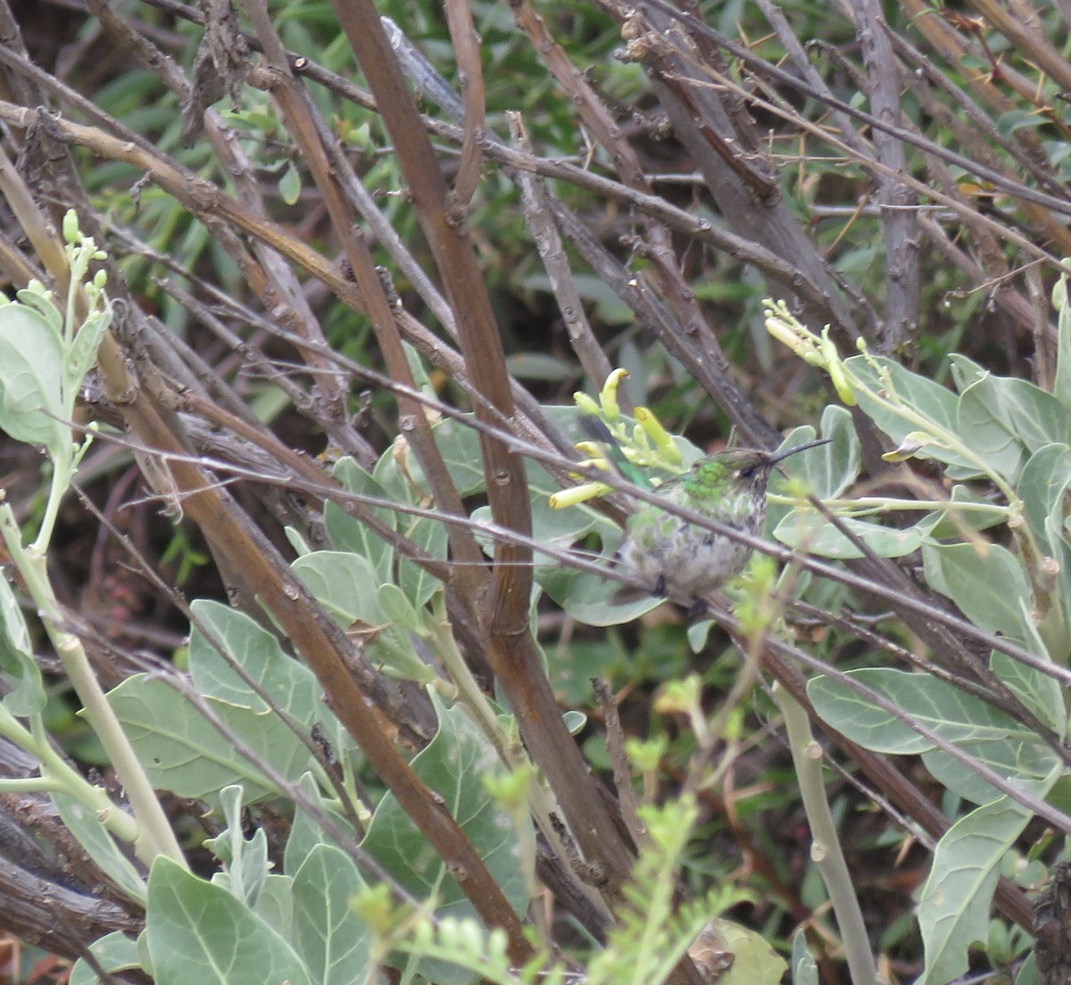 Black-tailed Trainbearer - Maili Waters