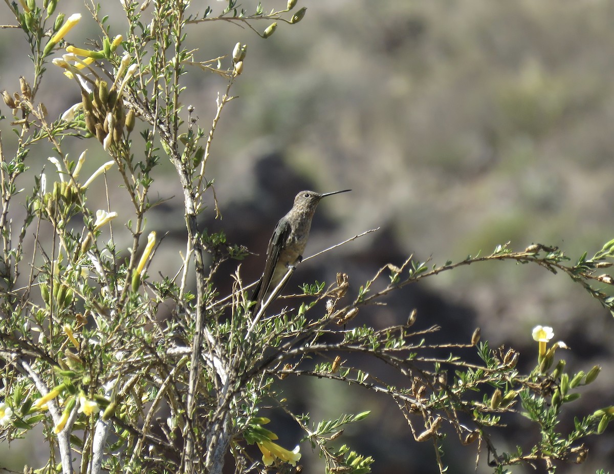 Giant Hummingbird - ML69952891