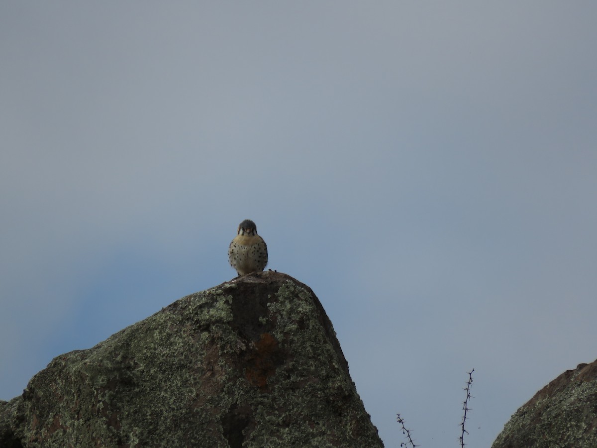 American Kestrel - ML69952971