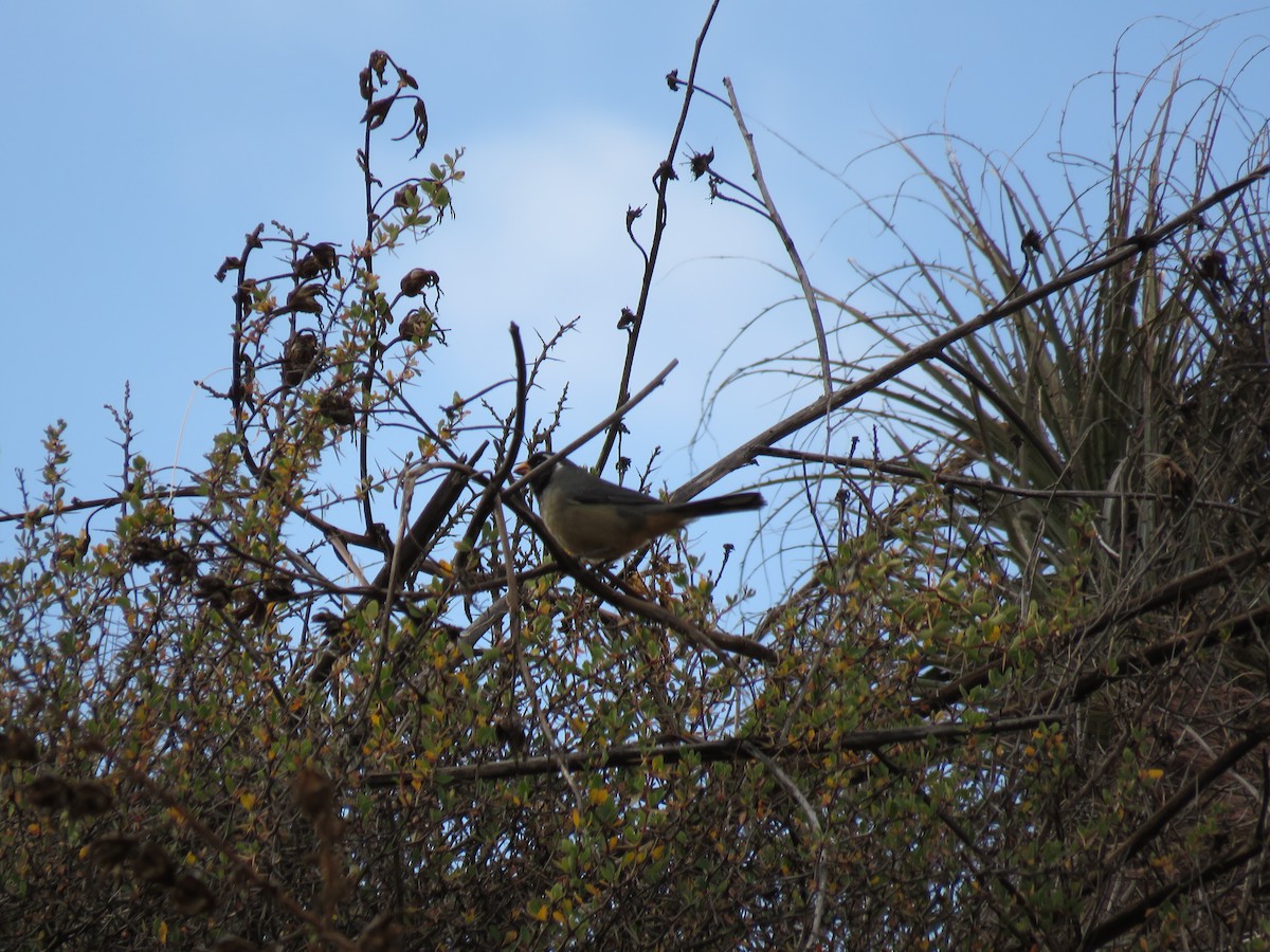 Golden-billed Saltator - ML69954231