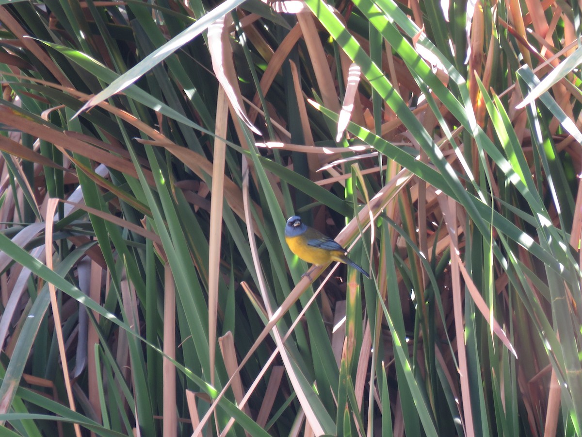 Blue-and-yellow Tanager - ML69955601