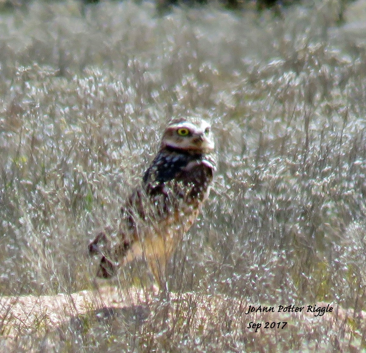 Burrowing Owl - ML69956201