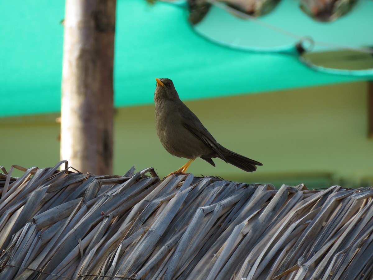 Chiguanco Thrush - ML69956471