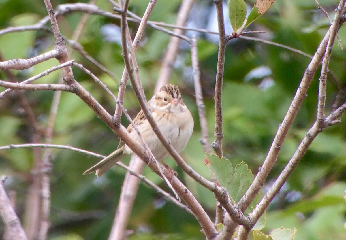 Clay-colored Sparrow - ML69958471
