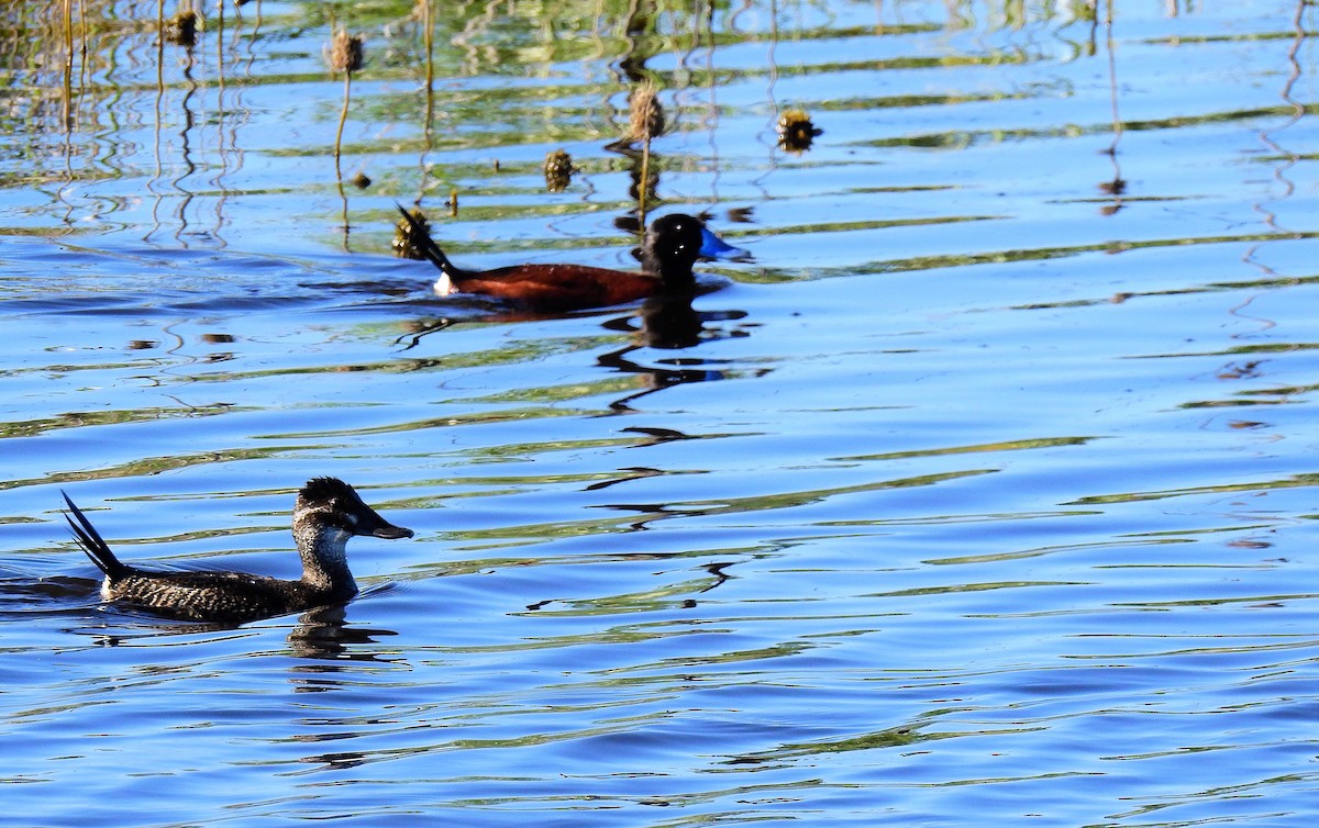 Lake Duck - ML69958711