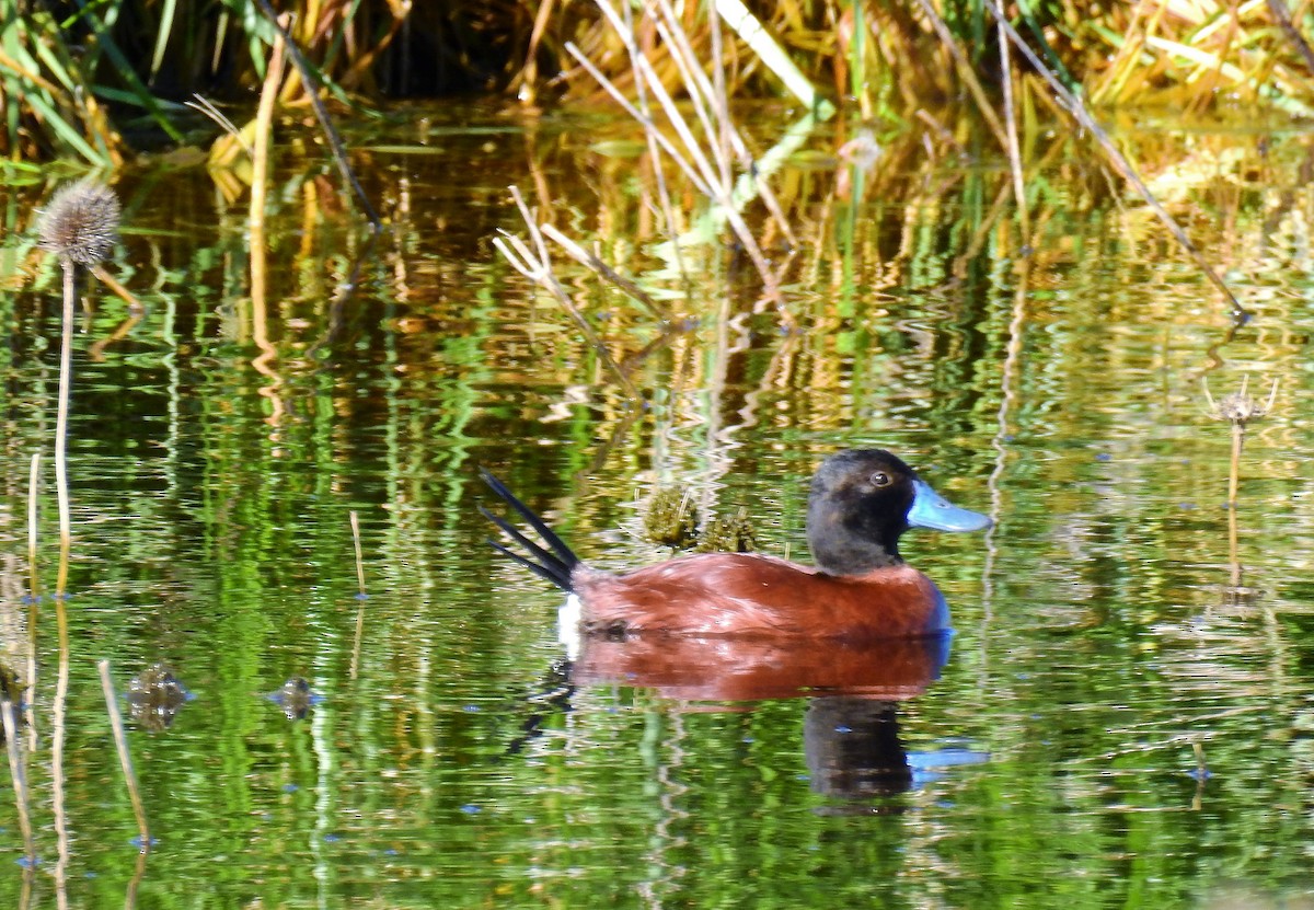 Lake Duck - ML69958761