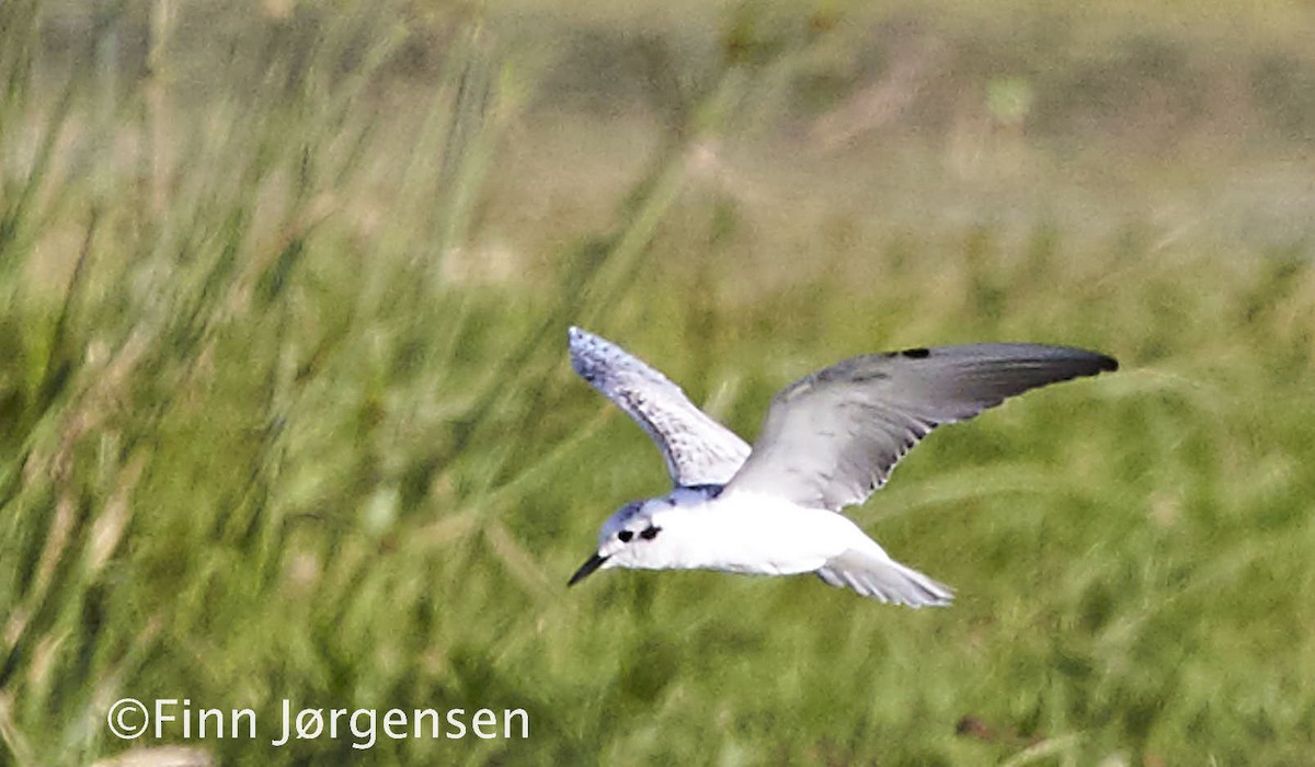 Whiskered Tern - Finn Jørgensen