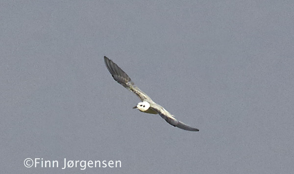 Whiskered Tern - Finn Jørgensen