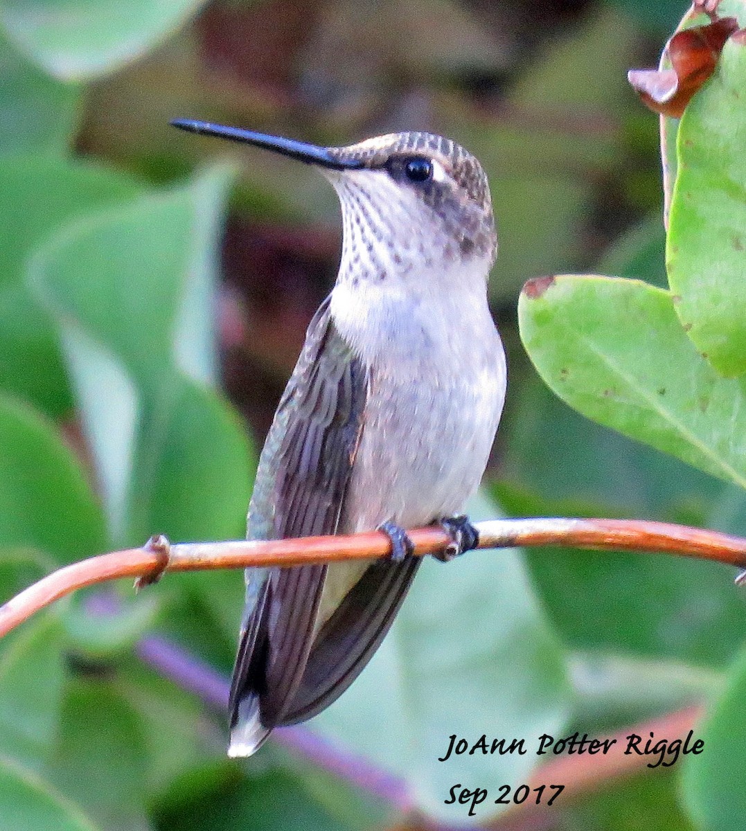 Black-chinned Hummingbird - JoAnn Potter Riggle 🦤