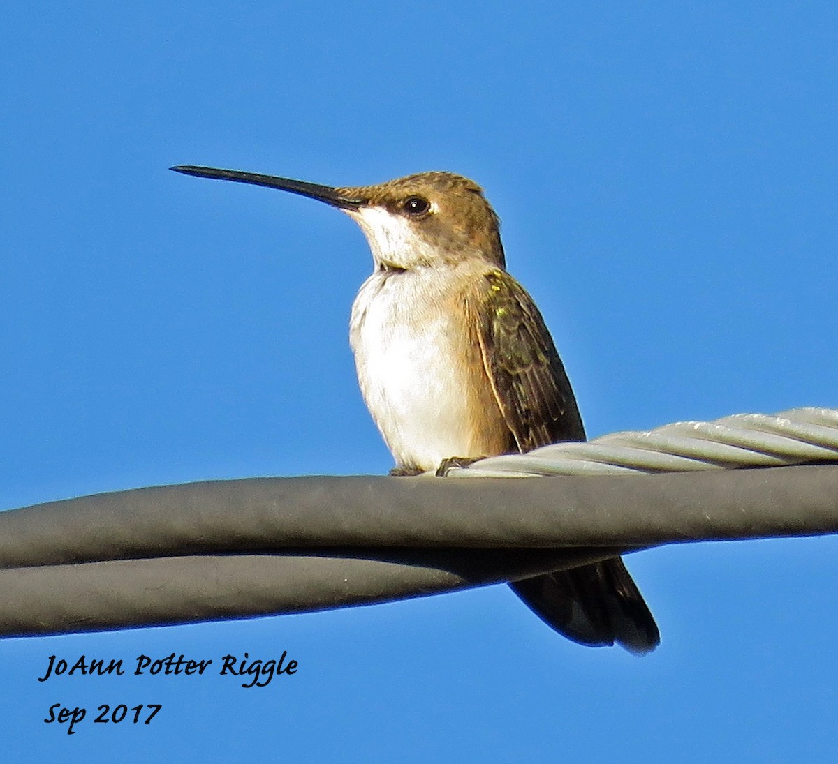 Black-chinned Hummingbird - JoAnn Potter Riggle 🦤