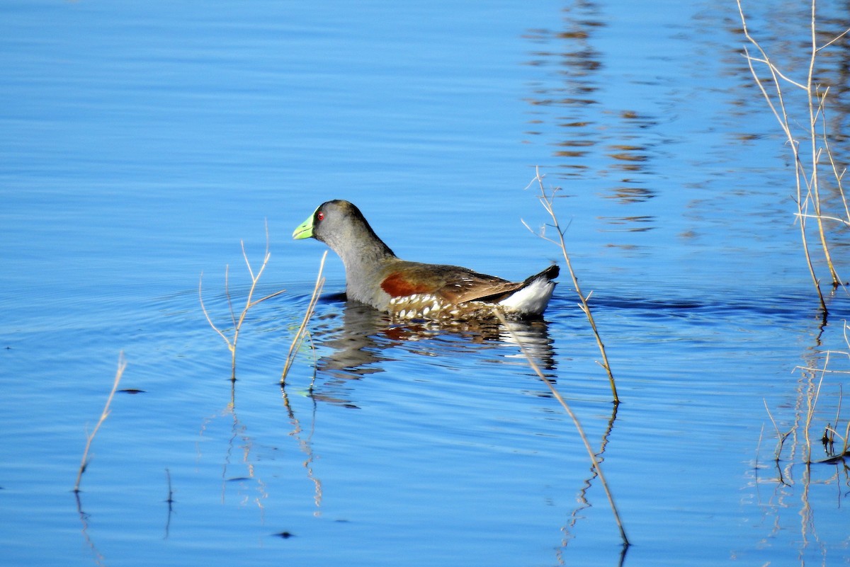 Spot-flanked Gallinule - ML69959321