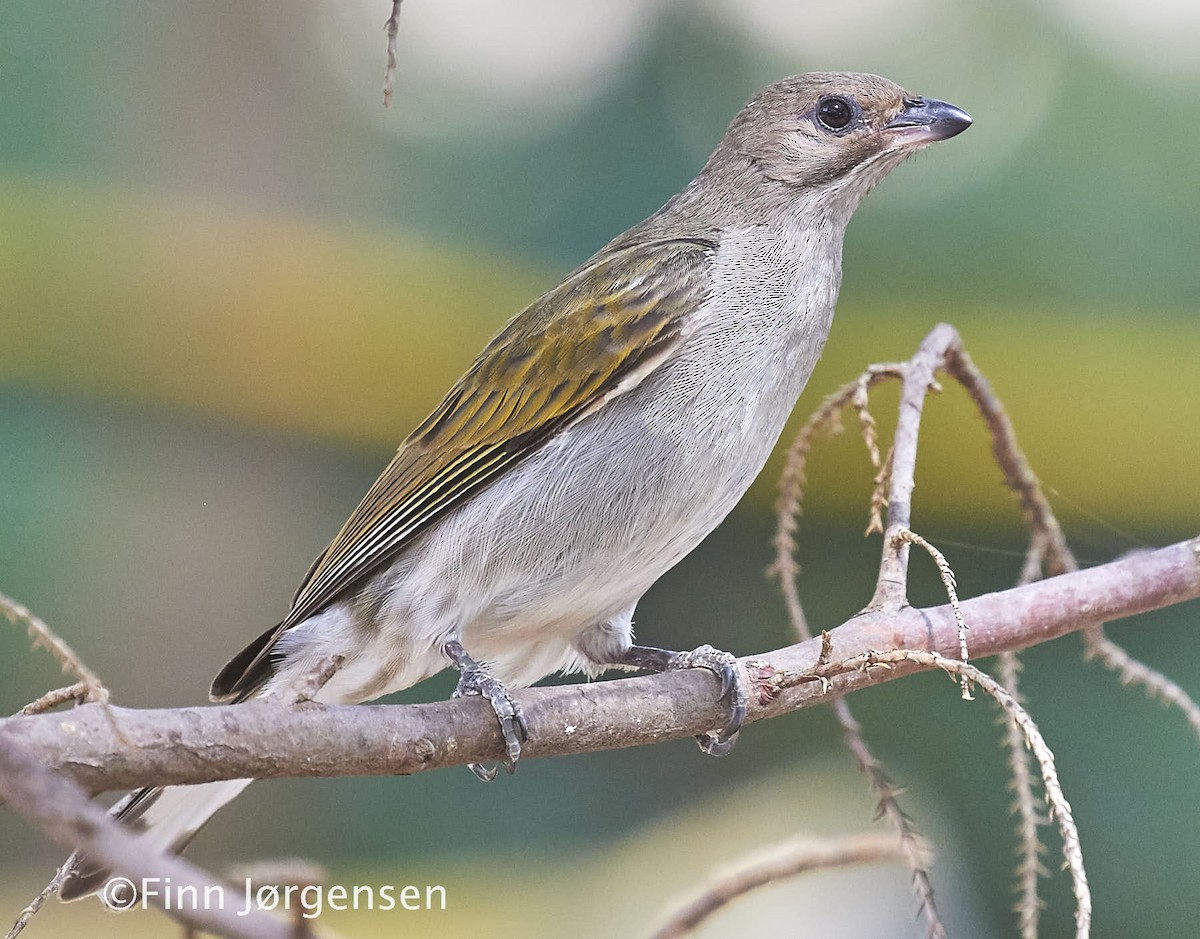 Lesser Honeyguide (Lesser) - Finn Jørgensen