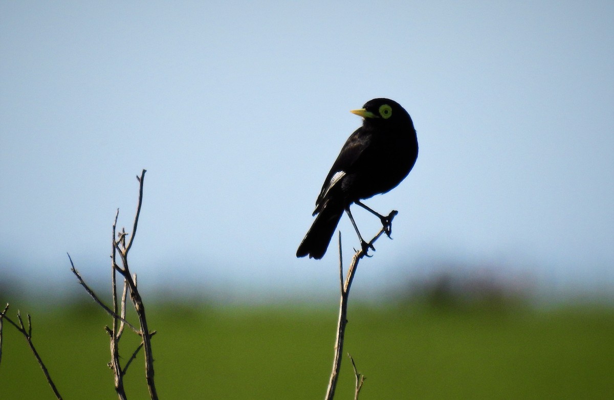 Spectacled Tyrant - ML69961701