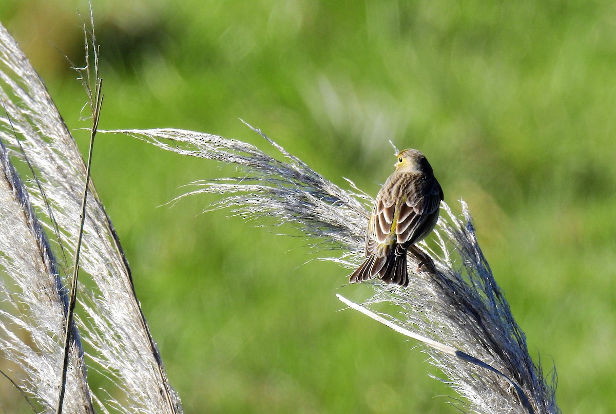 Grassland Yellow-Finch - ML69961831