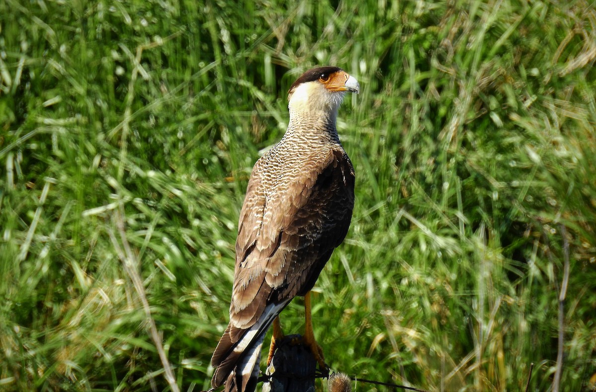 Caracara huppé (plancus) - ML69962301