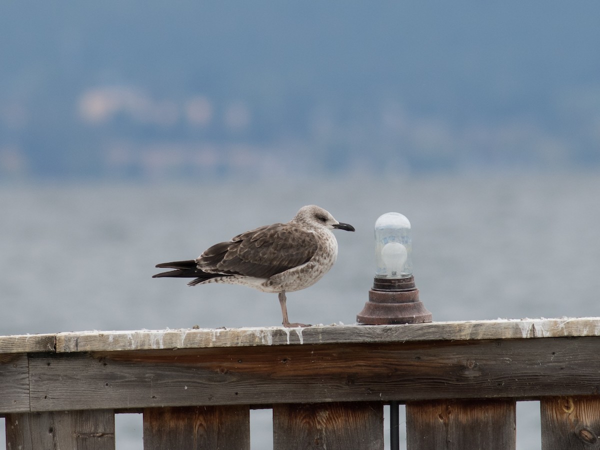 Lesser Black-backed Gull - matthew sabatine