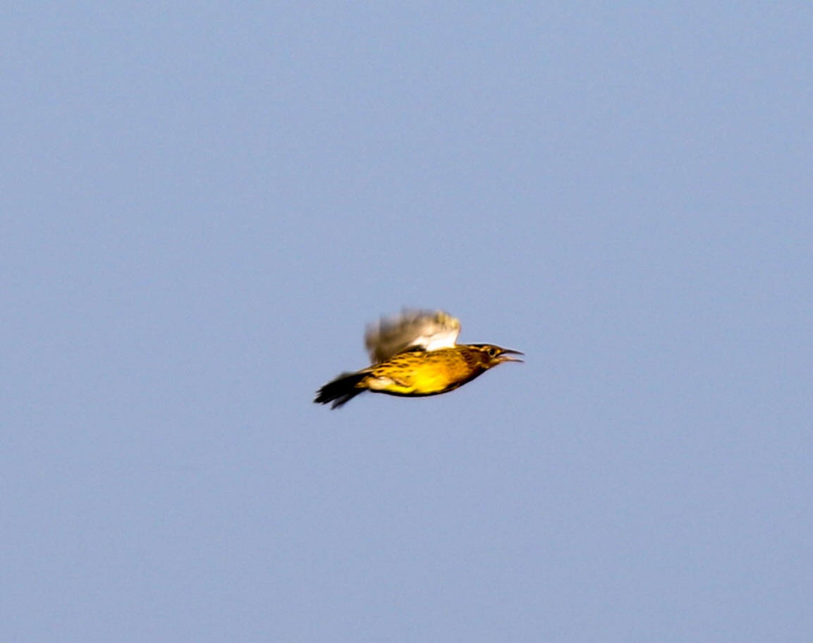 Eastern Meadowlark - Christopher McPherson