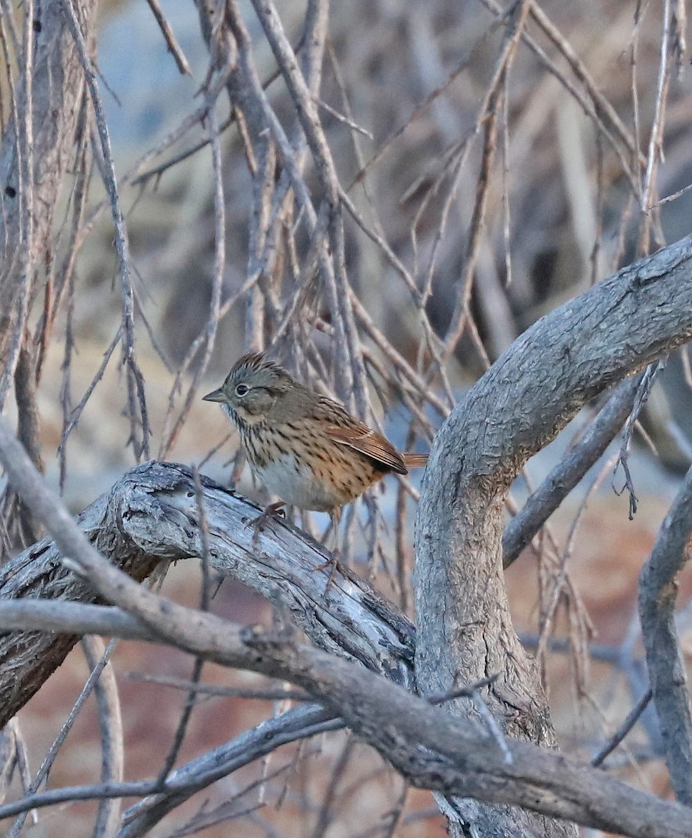 Lincoln's Sparrow - ML69967661