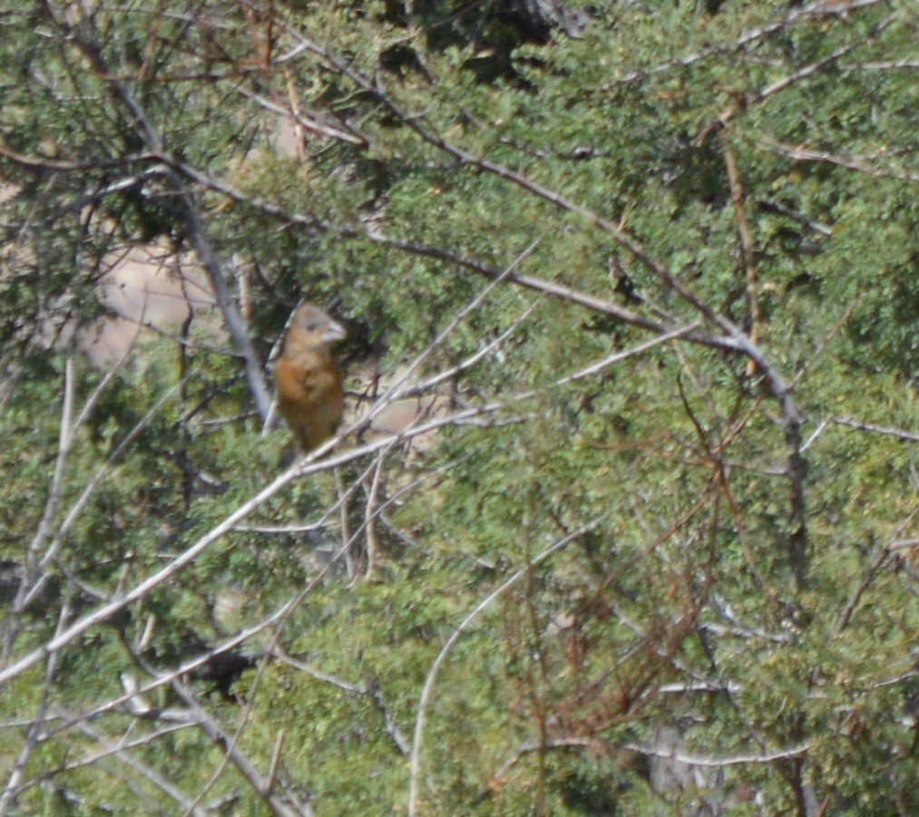 Blue Grosbeak - Michelle Brock