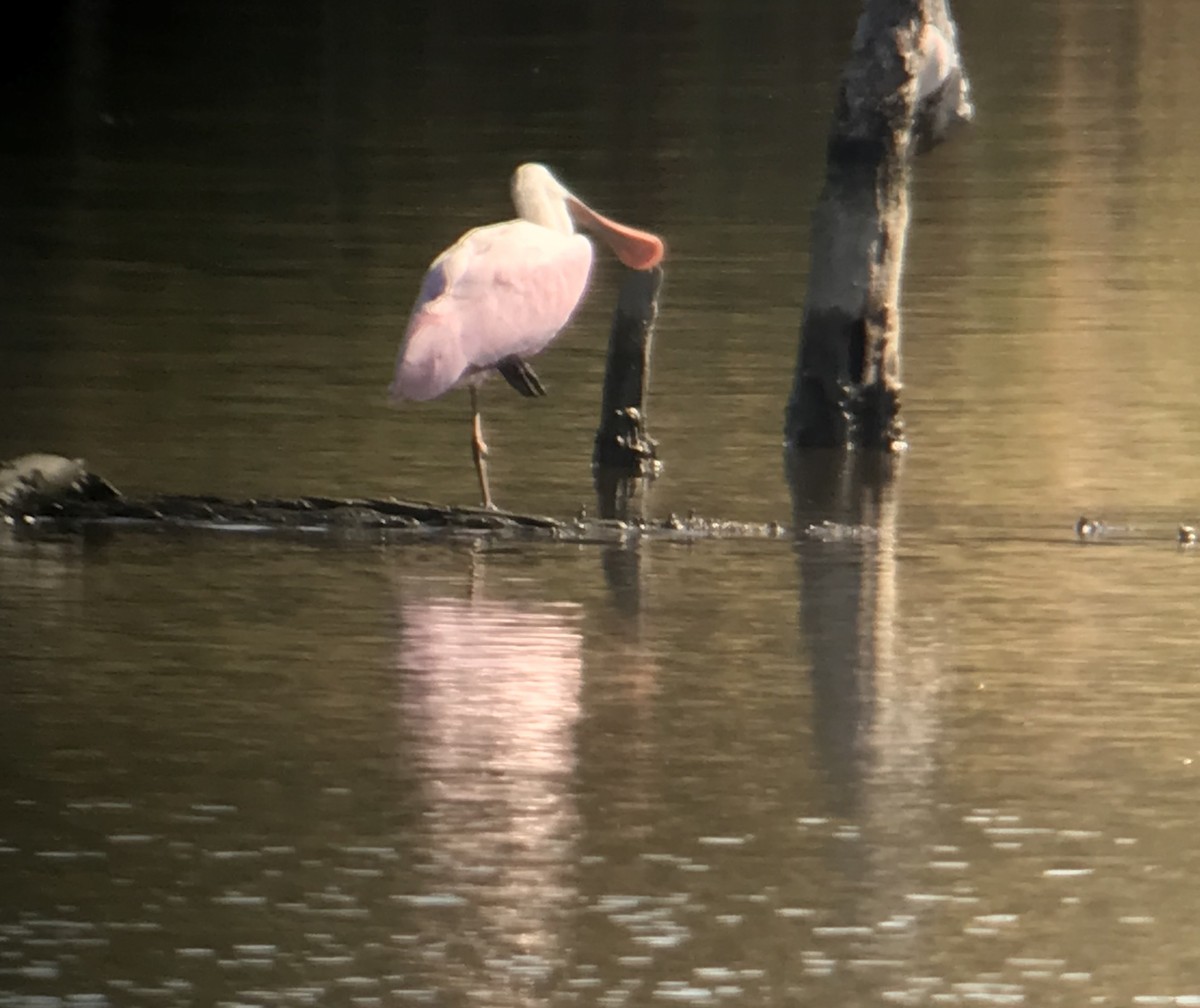 Roseate Spoonbill - Sandra Keller