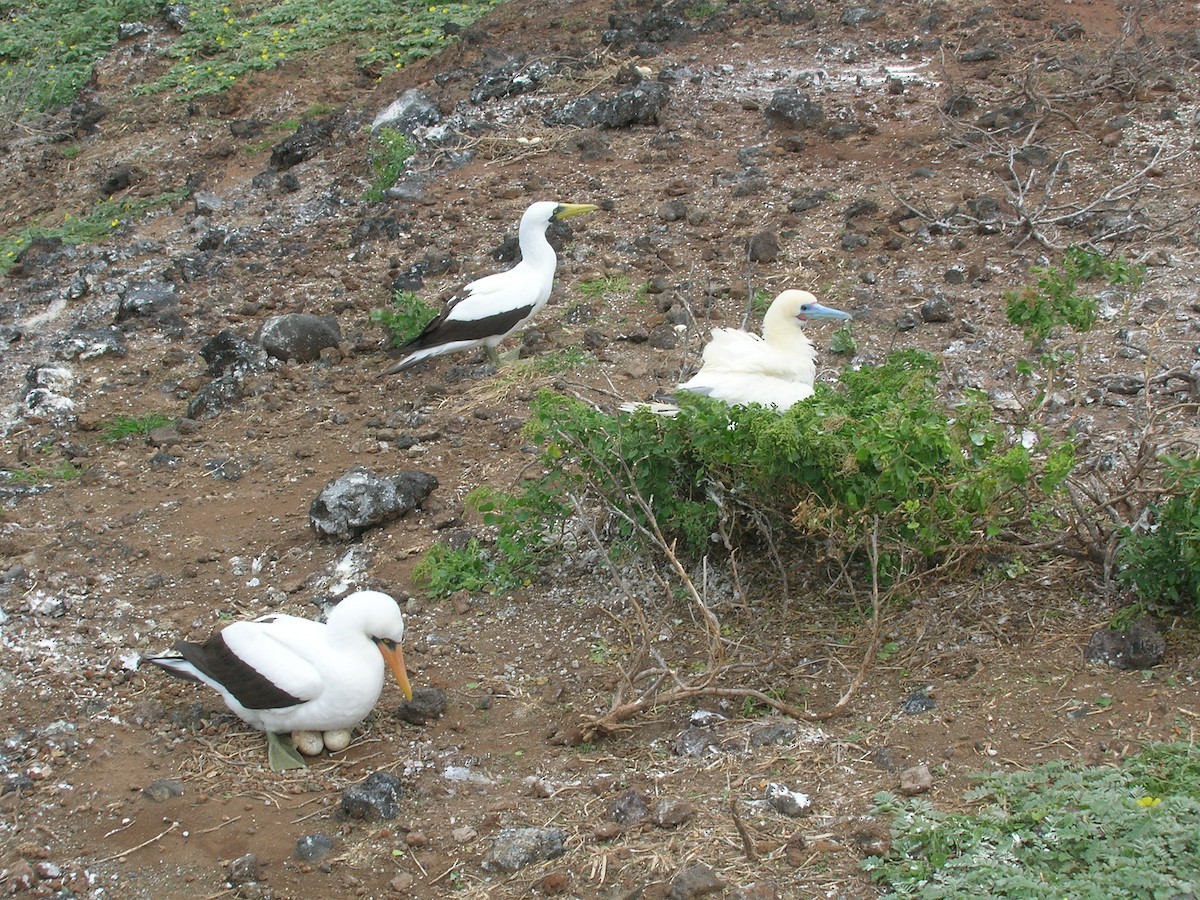 Nazca Booby - Forest & Kim Starr