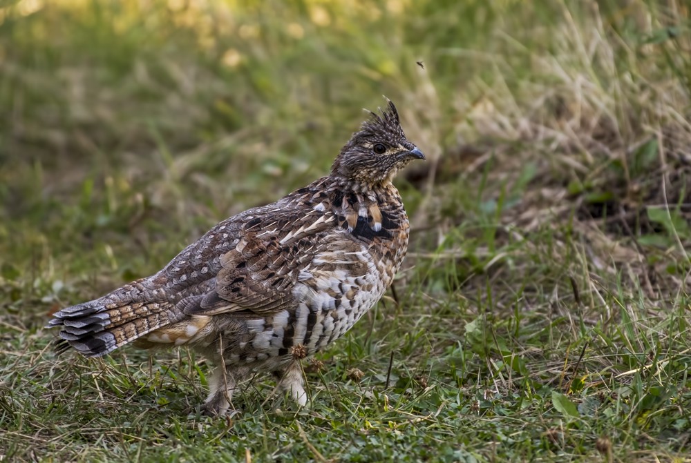 Ruffed Grouse - ML69974561