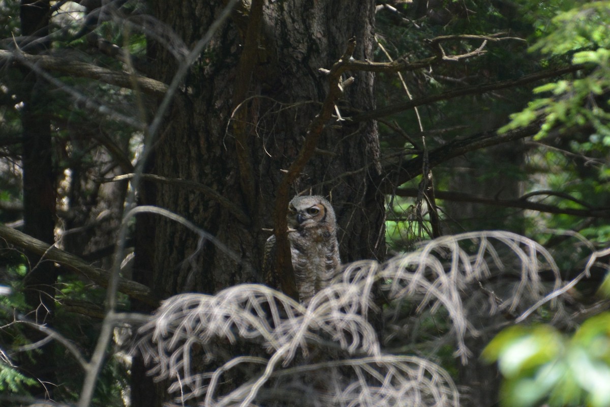 Great Horned Owl - ML69976011