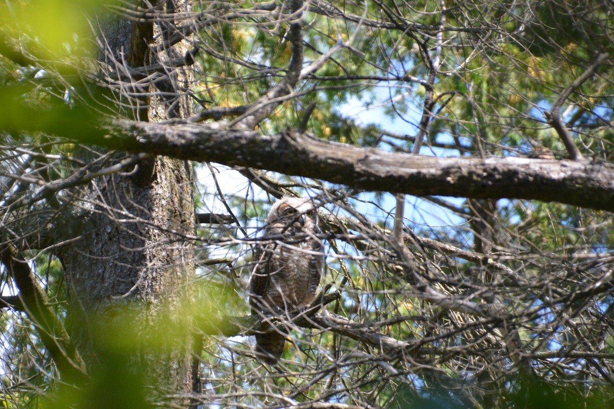 Great Horned Owl - ML69976041