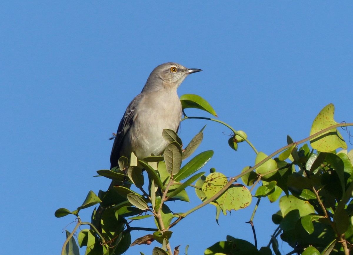 Northern Mockingbird - ML69977391