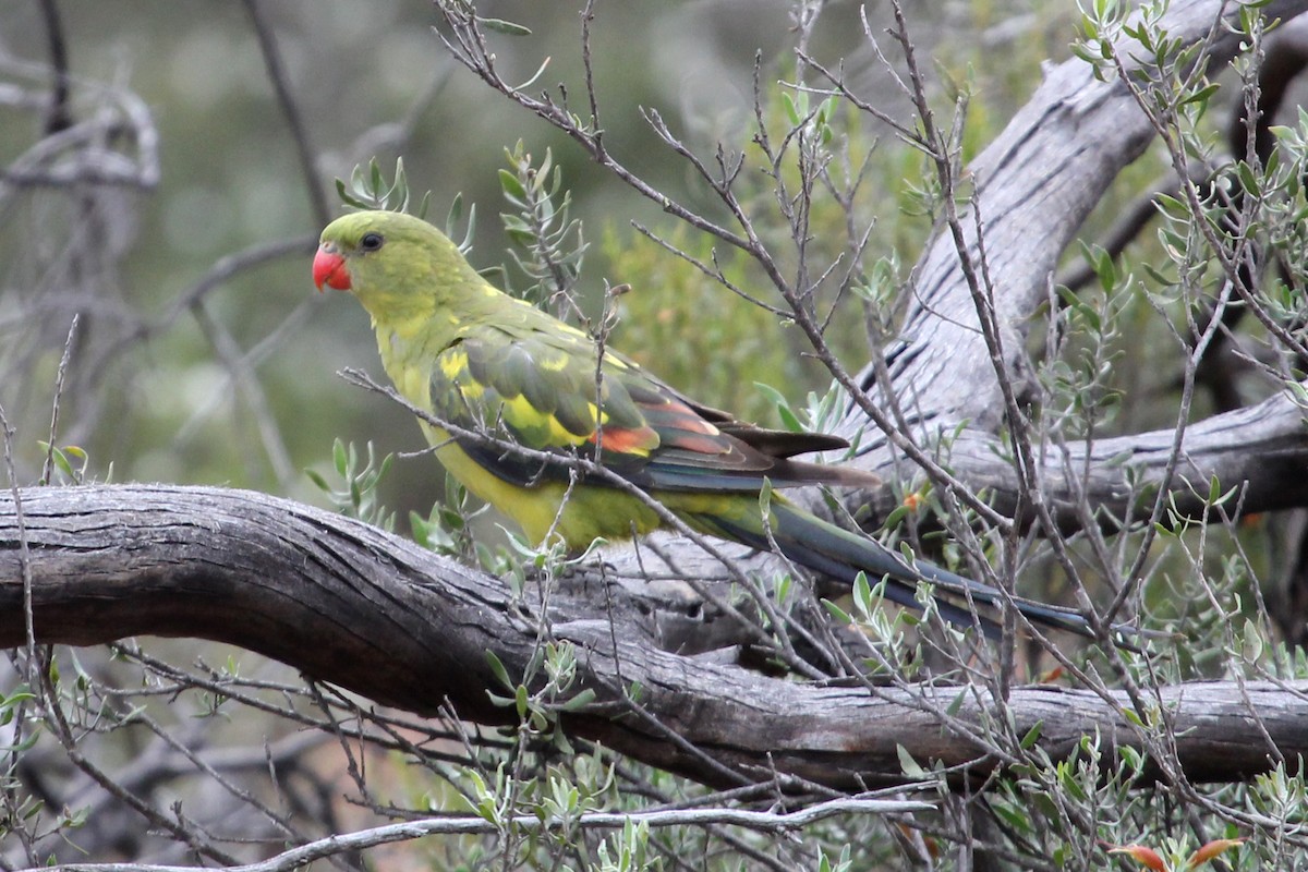 Regent Parrot - ML69977971