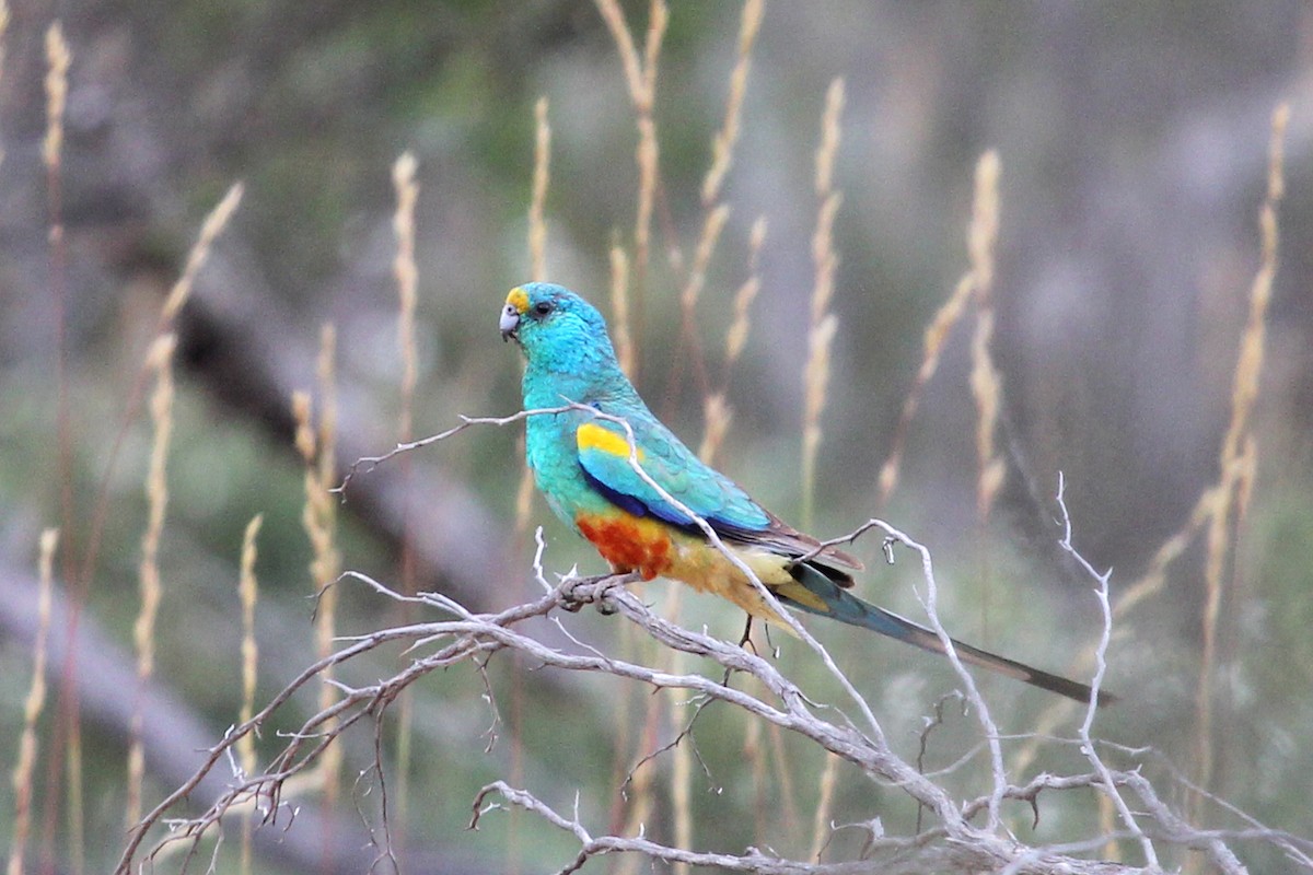 Mulga Parrot - ML69978071