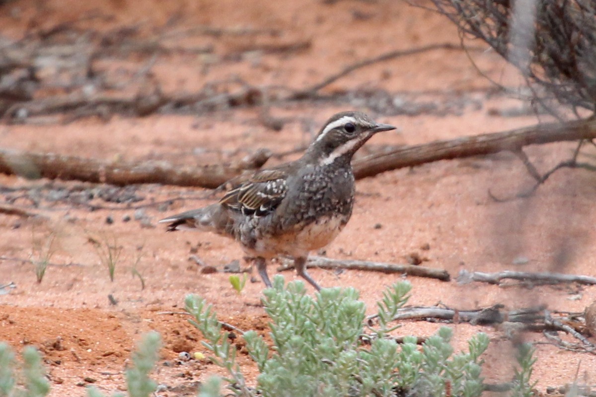 Chestnut Quail-thrush - ML69978181