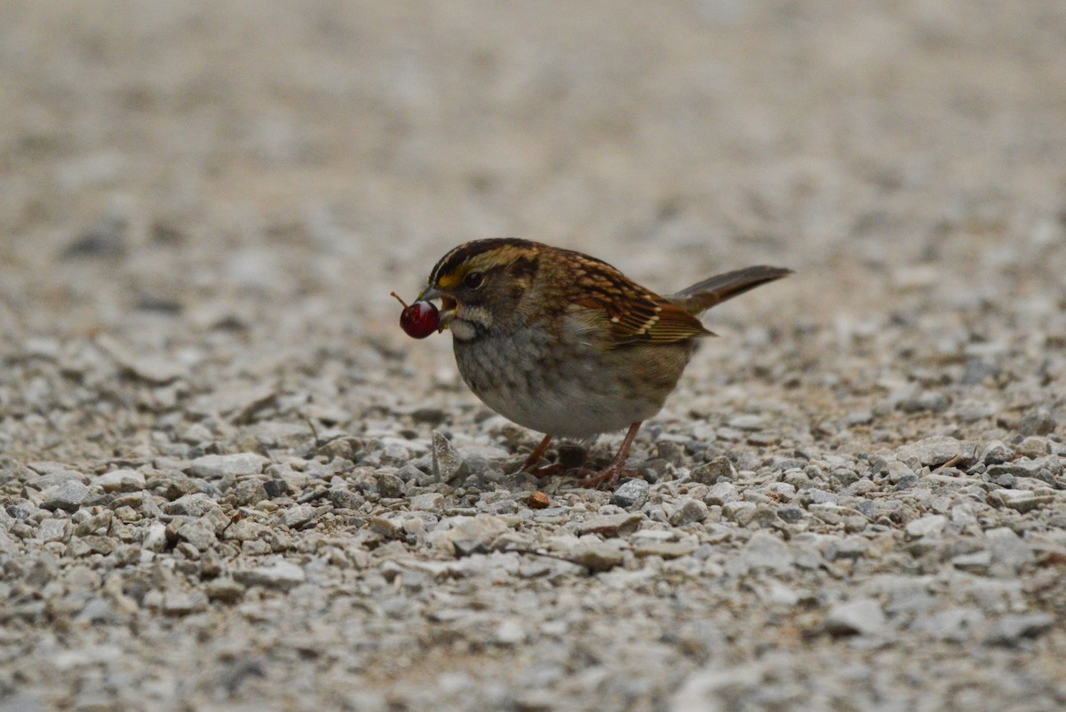 White-throated Sparrow - Kathy Marche