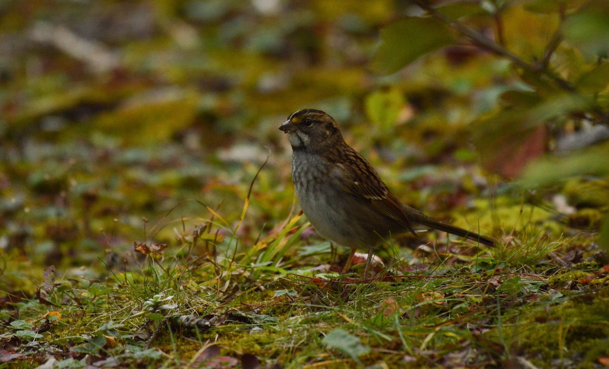 White-throated Sparrow - Kathy Marche