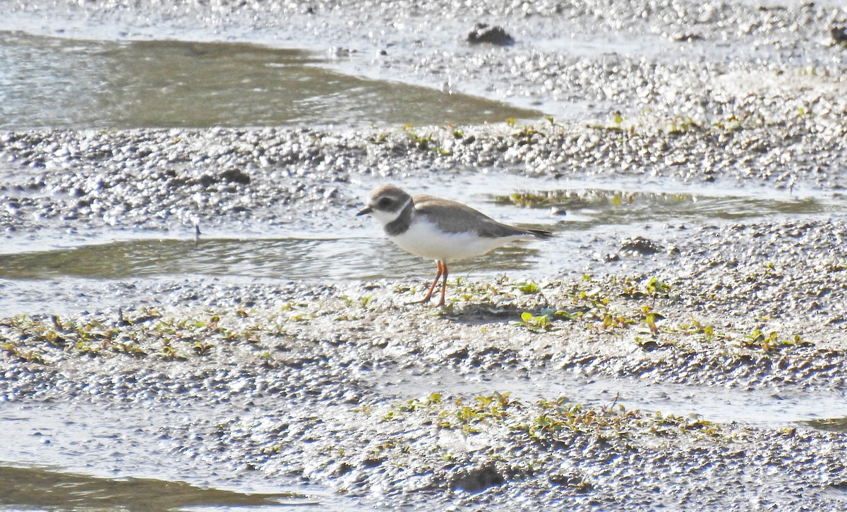 Semipalmated Plover - ML69980661