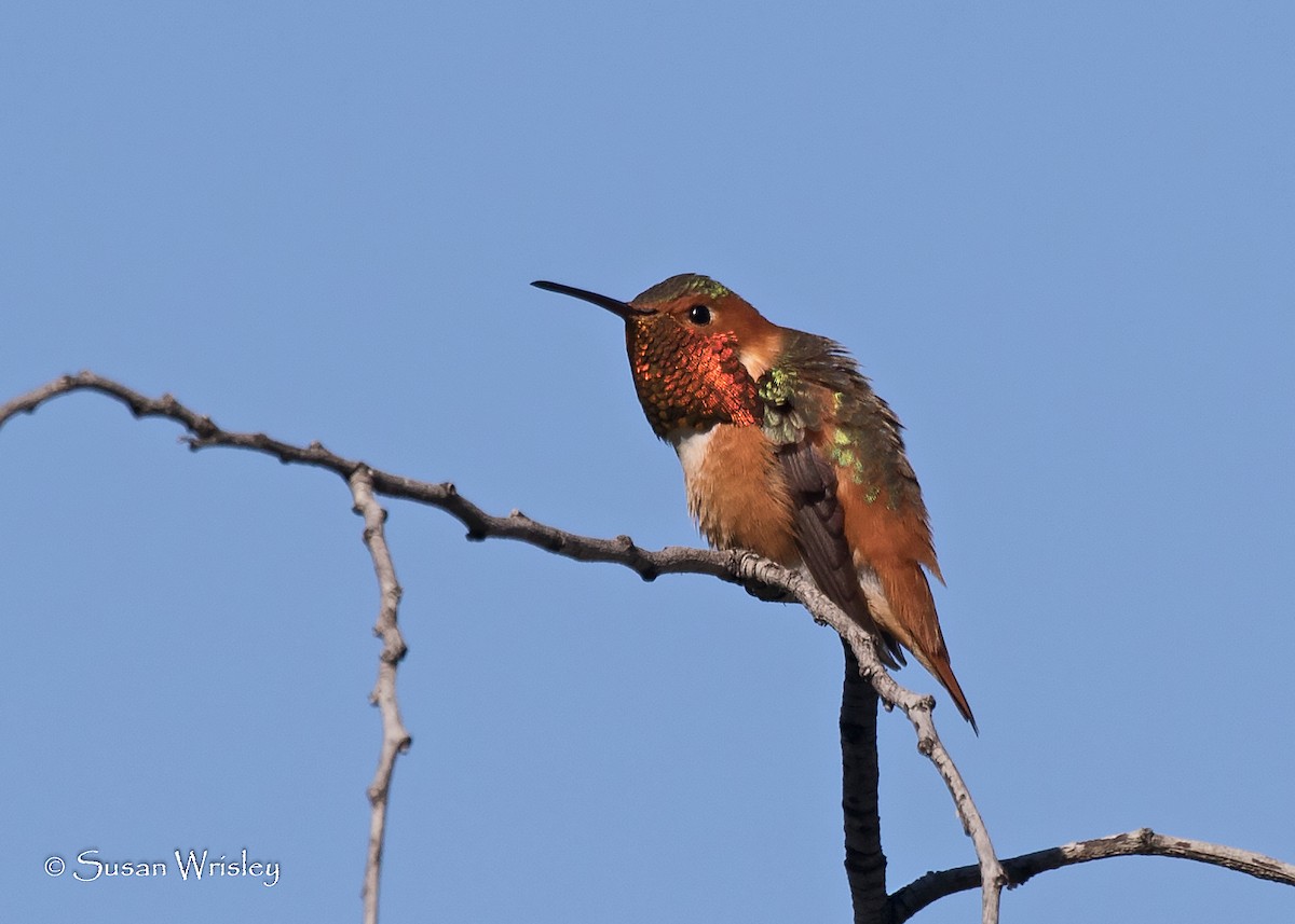 Allen's Hummingbird - ML69980731