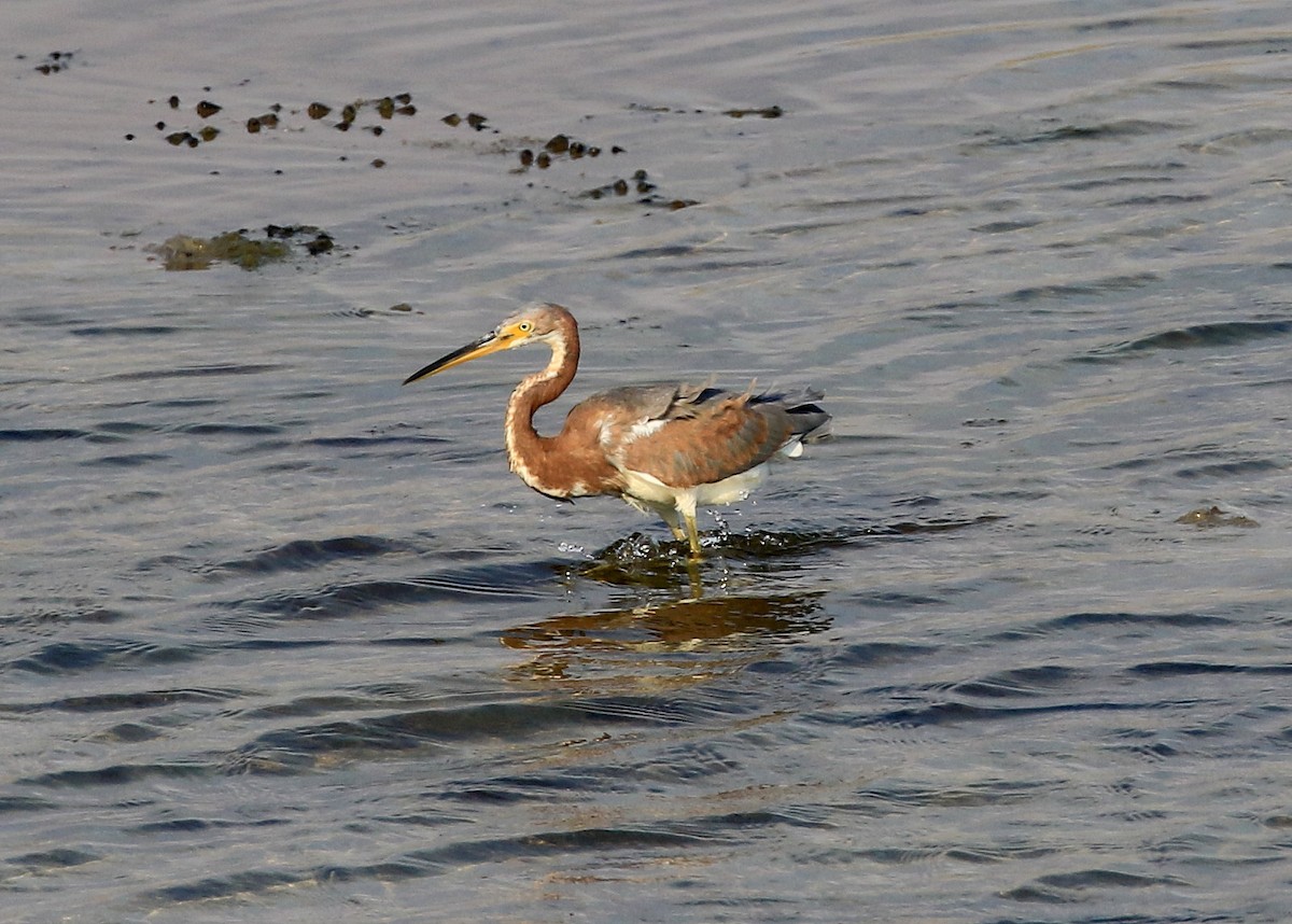 Tricolored Heron - ML69983481