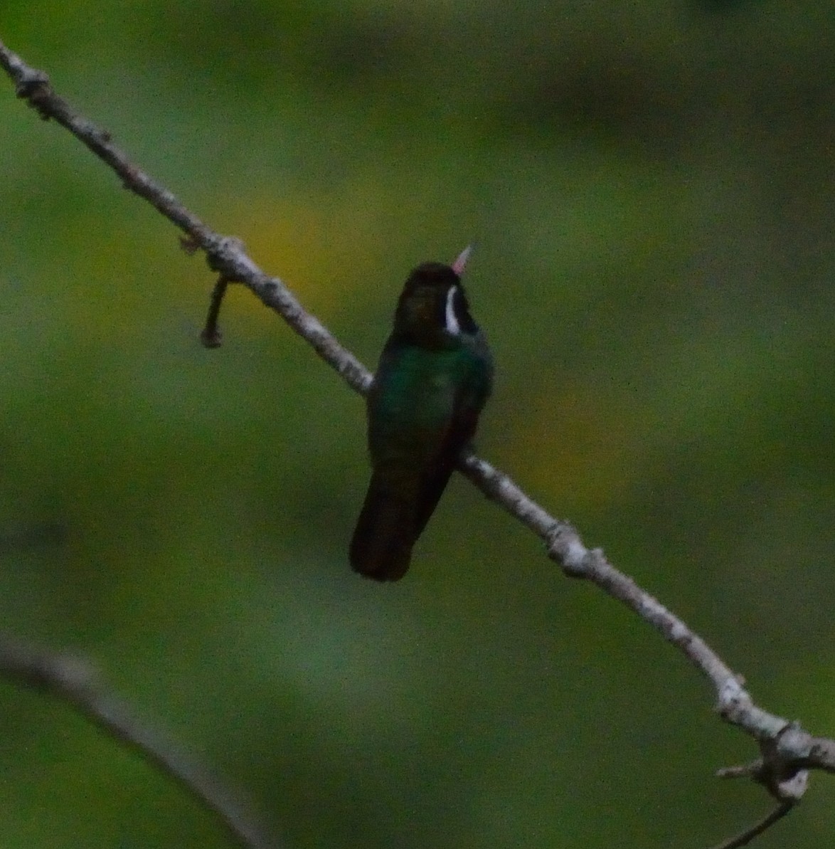 White-eared Hummingbird - Orlando Jarquín