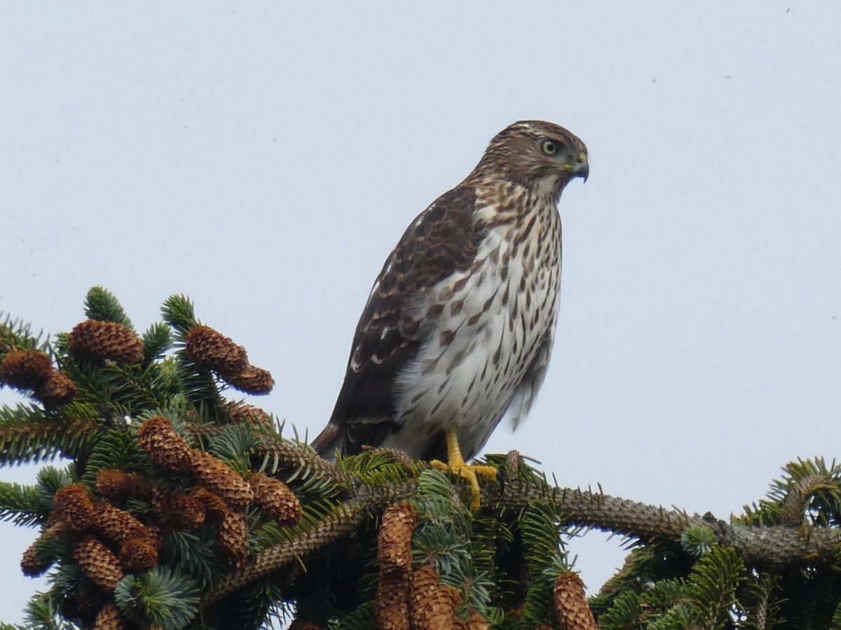 Cooper's Hawk - Aaron Liston